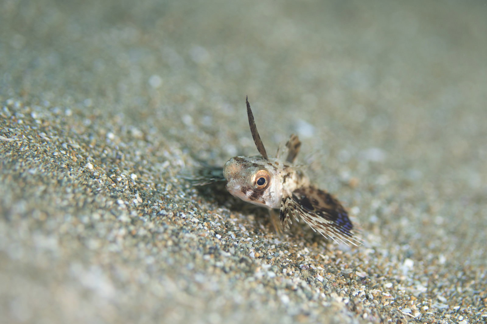 砂地に潜むセミホウボウの幼魚、大きな目玉が特徴的な海水魚