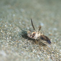 クリクリした目玉のセミホウボウの幼魚（カサゴ目）の写真