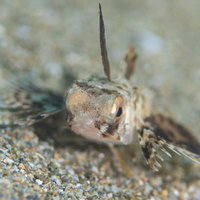 砂地に潜むセミホウボウの稚魚、カサゴ目の幼魚の写真