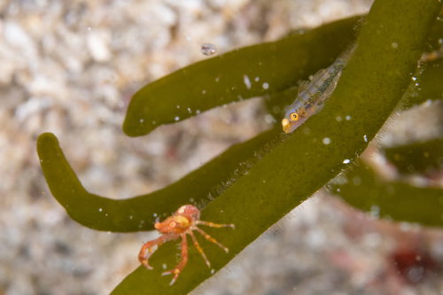 チュウコシオリエビを追いかける透明なガラスハゼ