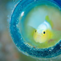 透明な容器から外を窺うナカモトイロワケハゼの写真