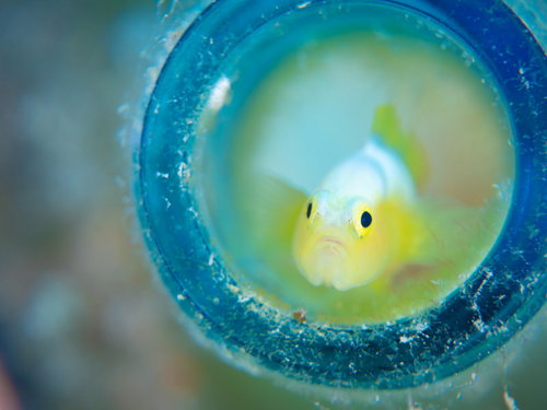 透明な容器から外を窺うナカモトイロワケハゼ