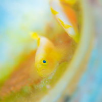 ナカモトイロワケハゼのパートナー、黄色いハゼ科の魚の写真