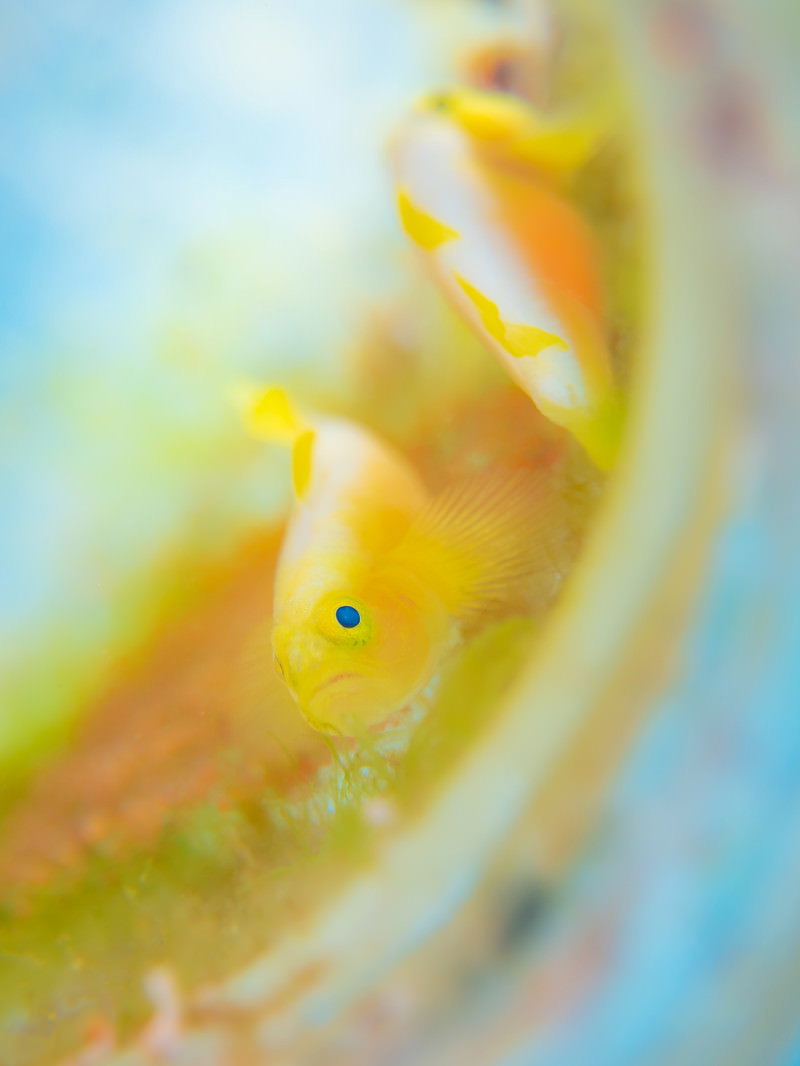 黄色い体色のナカモトイロワケハゼが海中で泳ぐ様子