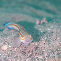 海底の砂地で警戒するニシキハゼの生態と行動の写真