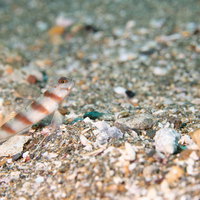 砂利に身を潜めるハチマキダテハゼ（ハゼ科）の写真