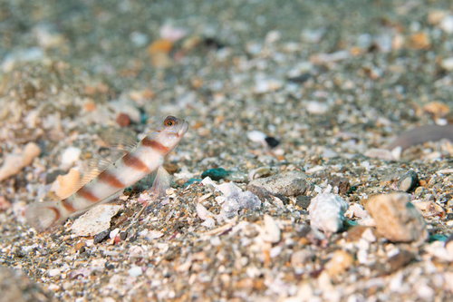 砂利に身を潜めるハチマキダテハゼ（ハゼ科）