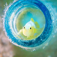 ビンの中に棲むナカモトイロワケハゼの生態の写真