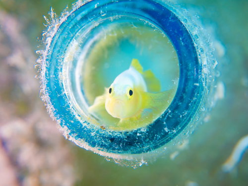 ビンの中に棲むナカモトイロワケハゼの生態