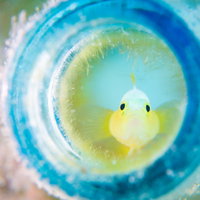 ふっくらほっぺのナカモトイロワケハゼ（ハゼ科）の海中生物の写真