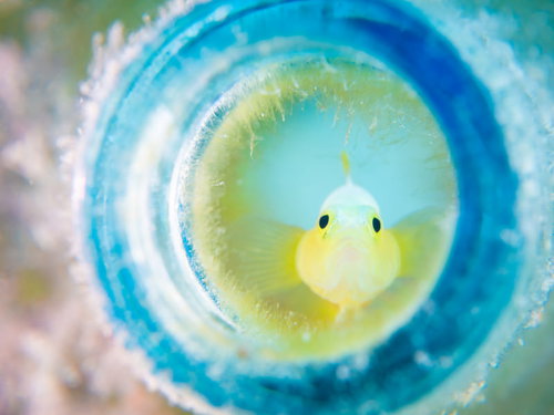 ふっくらほっぺのナカモトイロワケハゼ（ハゼ科）の海中生物