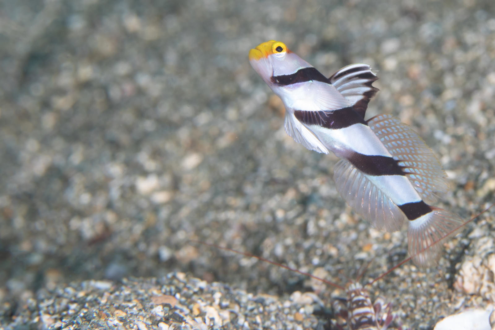 砂地の海底から勢いよく跳ね上がるネジリンボウ（ハゼ科の魚）