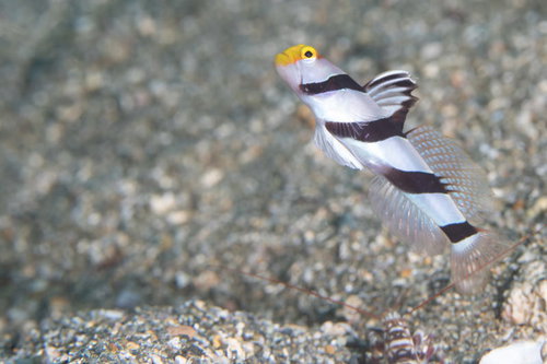 海底の砂地から必死に跳ね上がるネジリンボウ（ハゼ科）