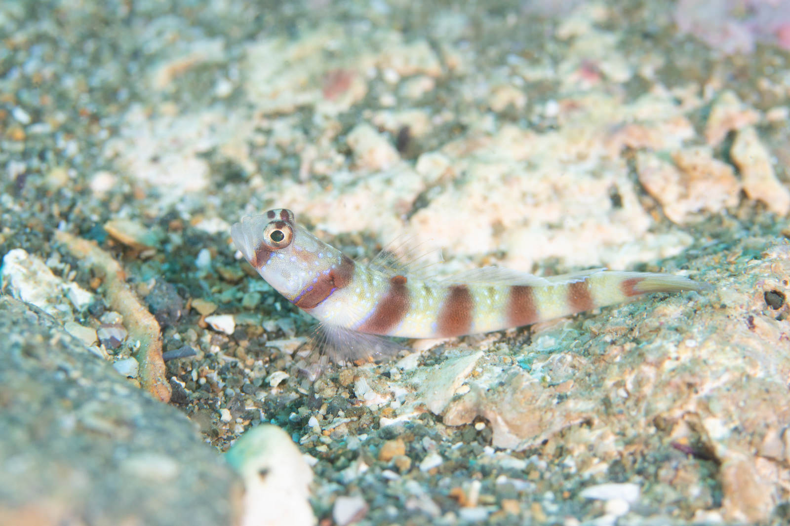 砂地に身を伏せるミナミダテハゼの海中写真。白と赤褐色の縞模様が特徴。