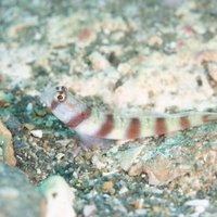 砂地に身を伏せるミナミダテハゼ（ハゼ科）の写真