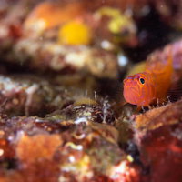 海底のサンゴ隙間に潜むオキナワベニハゼの生態の写真