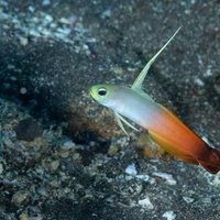 砂地の海底に立つ長く伸びた背びれのハタタテハゼの写真