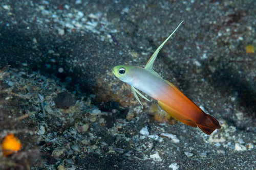 砂地の海底に立つ長く伸びた背びれのハタタテハゼ