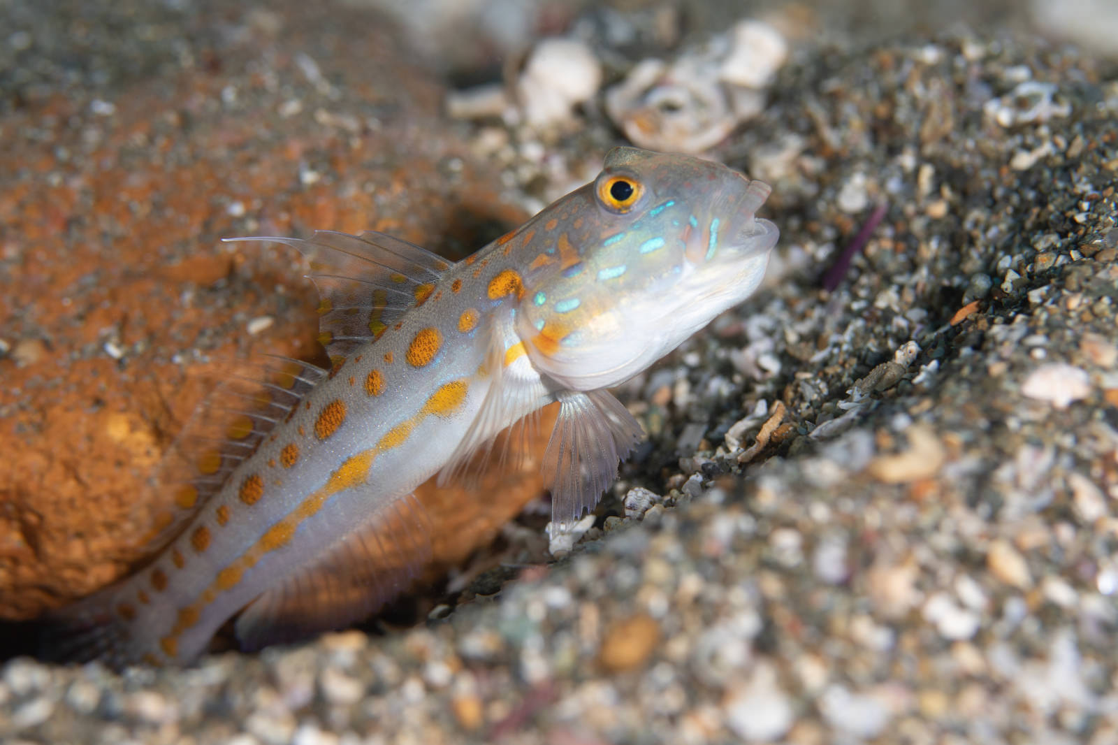 海底の砂利の上を泳ぐオレンジ色の斑点模様のオトメハゼ