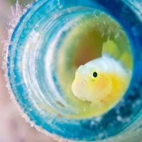 青いイソギンチャクに身を隠すナカモトイロワケハゼの写真