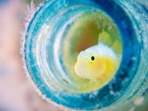 青いイソギンチャクに身を隠すナカモトイロワケハゼ