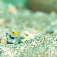 砂地から顔を出して周囲を伺うネジリンボウ（ハゼ科）の写真