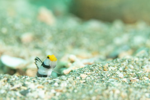 砂地から顔を出して周囲を伺うネジリンボウ（ハゼ科）