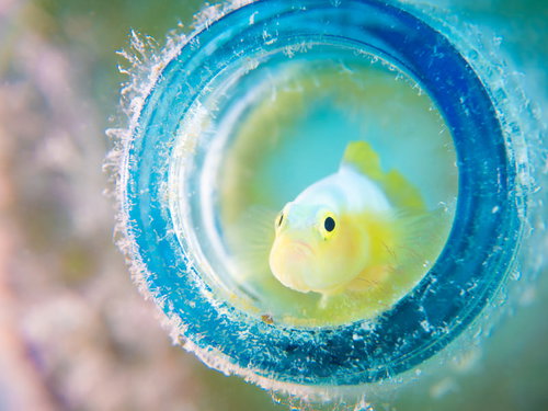 困った表情のナカモトイロワケハゼ（ハゼ科）ペットボトルに潜む