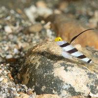 岩の上で休憩するヒレナガネジリンボウ（オレンジ色のハゼ）の写真