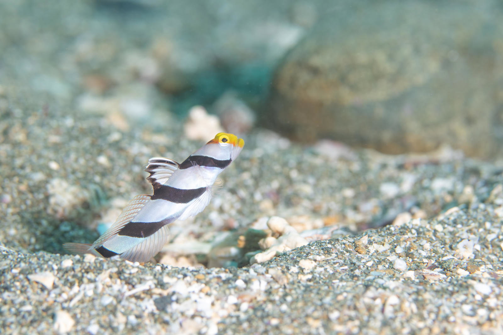 砂地の海底で静かに佇むネジリンボウ（ハゼ科）
