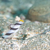 物思いにふけるネジリンボウ（ハゼ科）の海底での姿の写真