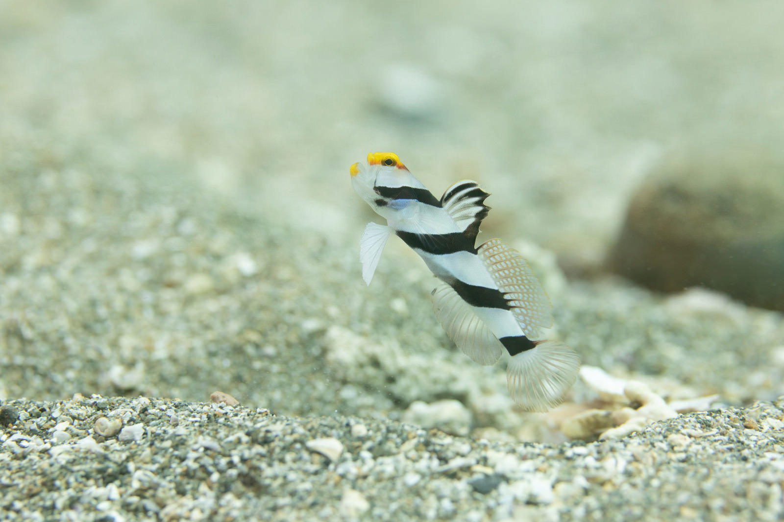 砂地の海底で黄色い頭と黒い縞模様を見せるネジリンボウ
