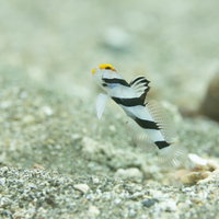 ゆらゆらと泳ぐネジリンボウ、砂地の海底で優雅にの写真