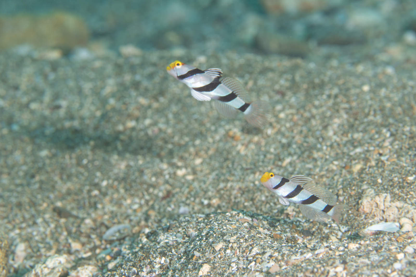 砂地の海底に縦に並んで佇む2匹のネジリンボウ（ハゼ科の魚）