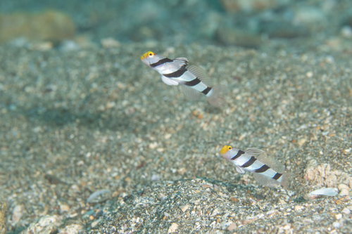砂地の海底でストーキングするネジリンボウ（ハゼ科）
