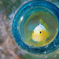 沈んだビンの中に住むナカモトイロワケハゼの写真