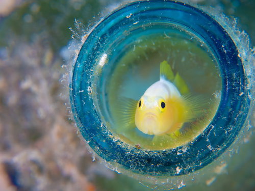 沈んだビンの中に住むナカモトイロワケハゼ
