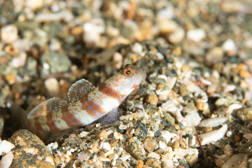 潤んだ目のダンダラダテハゼ（ハゼ科）