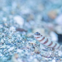 海底の砂利に潜むハチマキダテハゼの生態と特徴の写真