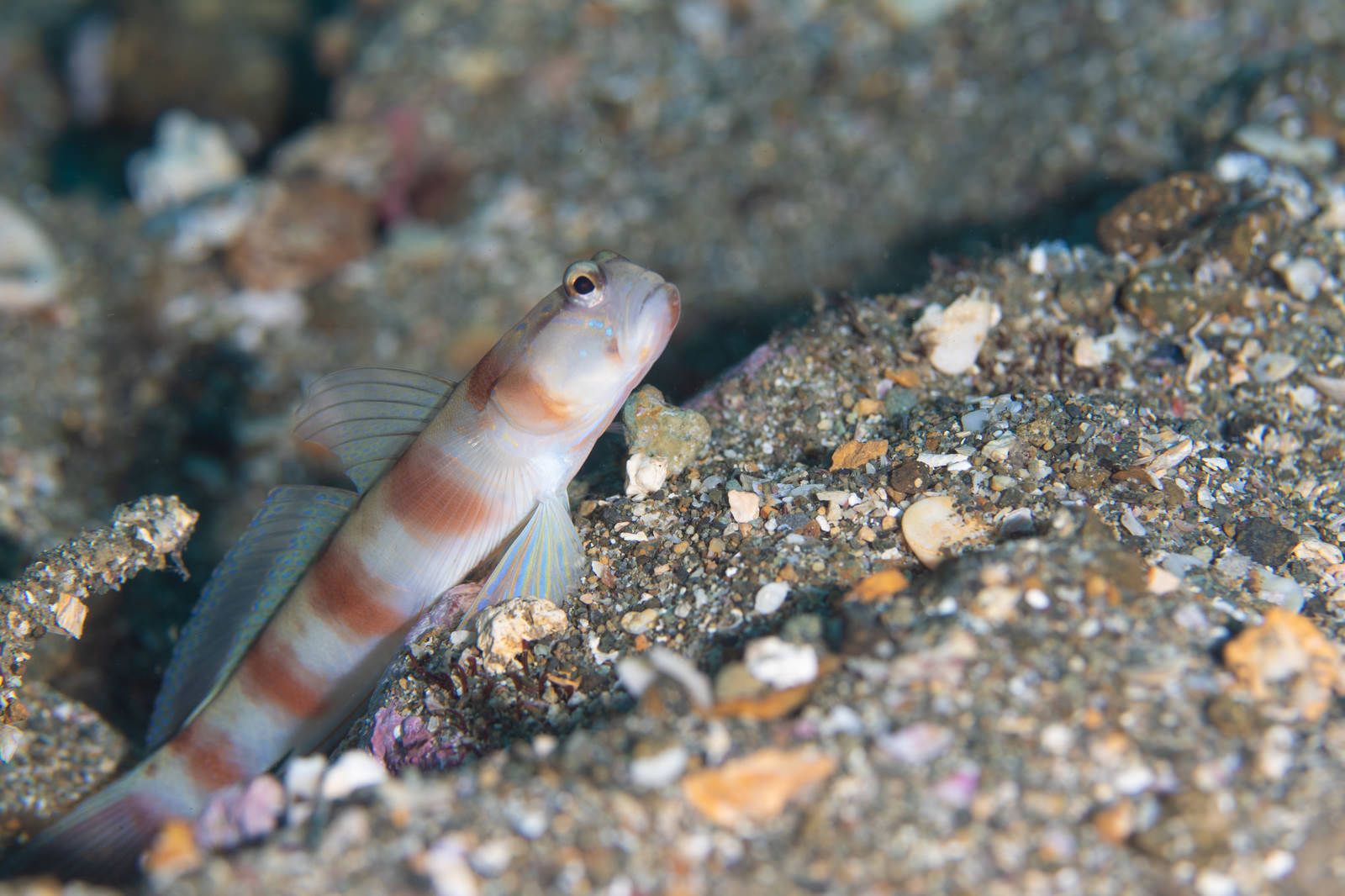 砂礫の海底に潜むダテハゼ