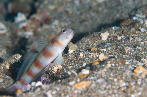 身を潜める鮮やかな色のダテハゼ（ハゼ科）