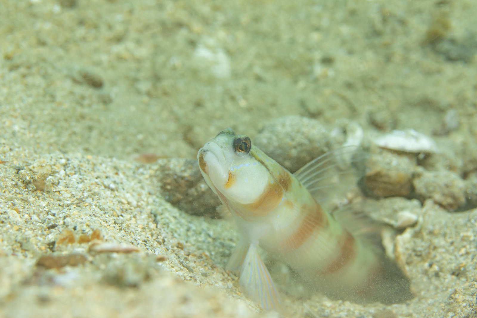 砂地の海底で巣穴を守るように佇むダテハゼ