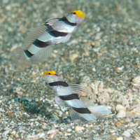砂利の海底で並んで泳ぐ夫婦ネジリンボウ（ハゼ科）の写真