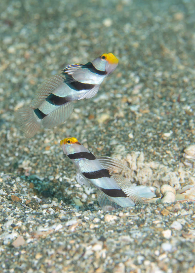 砂利の海底で並んで泳ぐ2匹のネジリンボウ（ハゼ科）