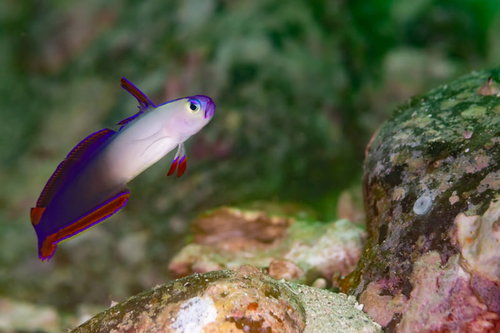 ダイビングで撮影した鮮やかな色のアケボノハゼ（クロユリハゼ科）