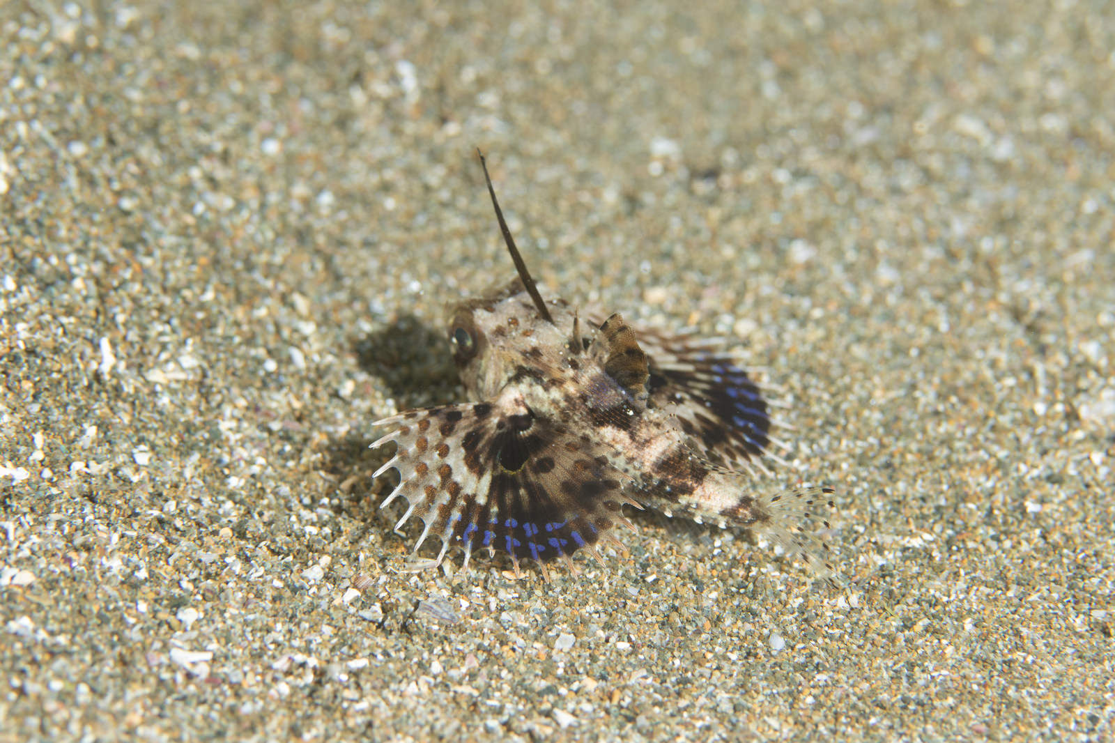 砂地の上で胸鰭を広げて逃げるセミホウボウの稚魚