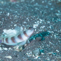 凛としたタテハゼ、海底の砂地で静止するハゼ科の魚の写真