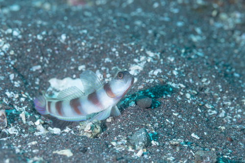 凛としたタテハゼ、海底の砂地で静止するハゼ科の魚