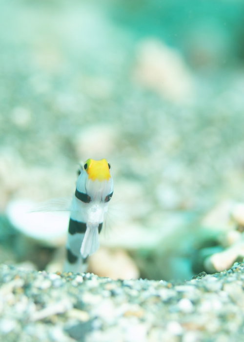 砂地の巣穴から身を出す黄色い頭部のネジリンボウ