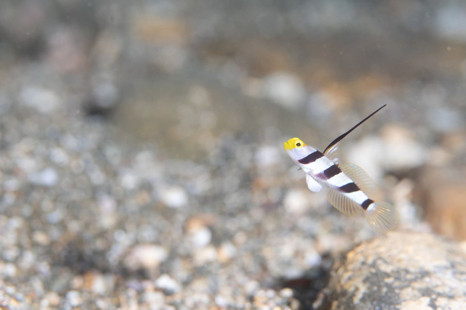 砂利の海底近くで背びれを立てて泳ぐヒレナガネジリンボウ